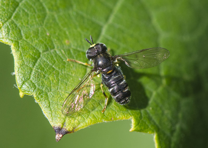 Syrphidae: Paragus sp.